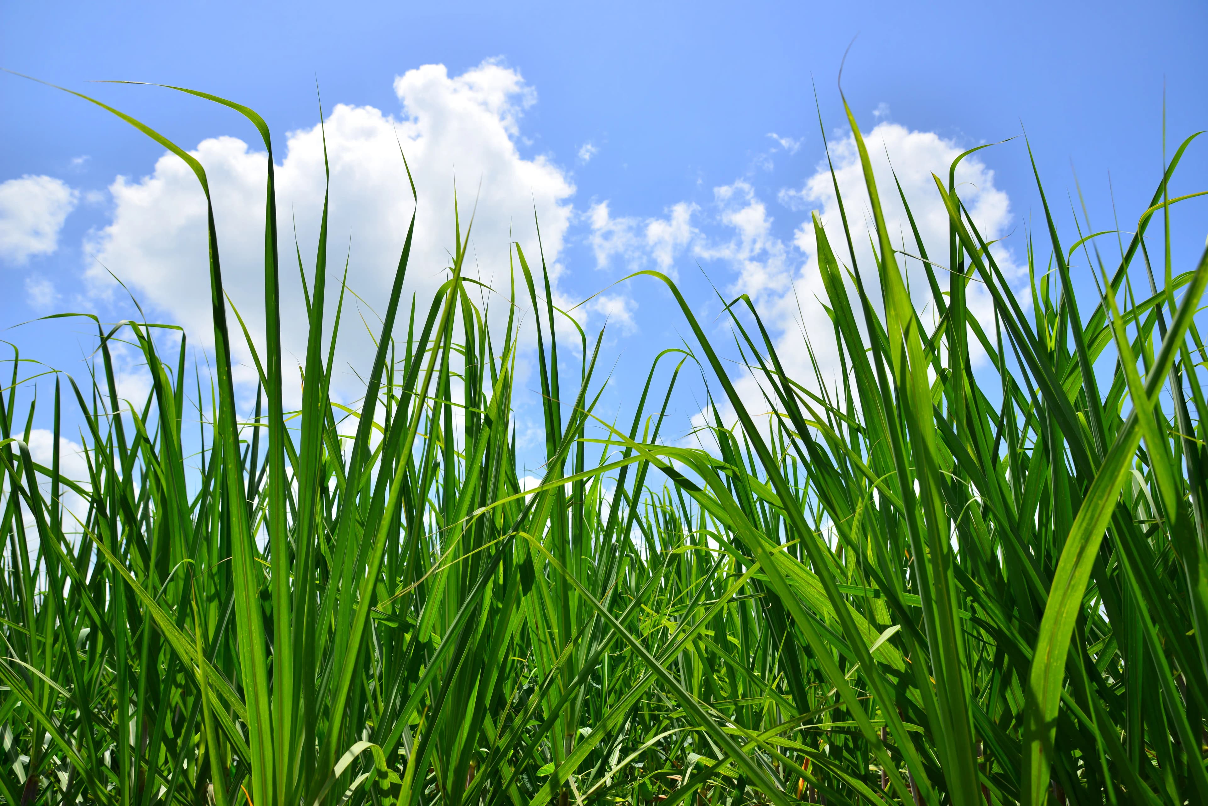 Plant fiber ingredients
